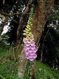 Close-up of flower hanging on tree