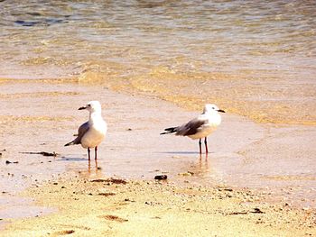 Seagull on beach