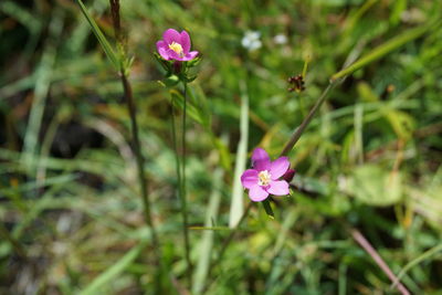 Close-up of pink flowers