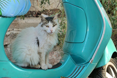 Cat sitting on motorcycle 