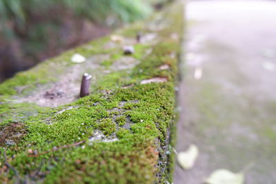 Close-up of moss growing on rock