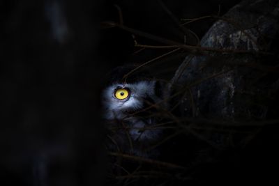 Close-up portrait of a cat