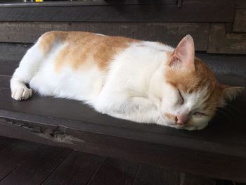 Close-up of cat sleeping on wood