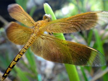 Close-up of insect on plant