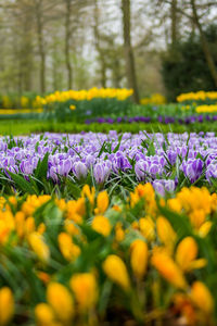 Close-up of purple crocus flowers in park