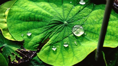 Close-up of wet green leaf