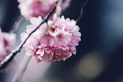 Close-up of pink cherry blossom