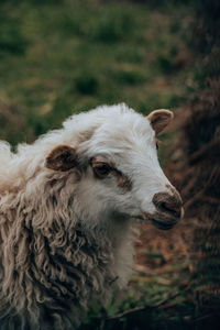 Close-up of an animal on field