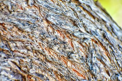 Full frame shot of tree trunk