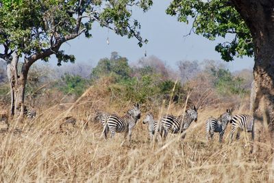 Zebras in a field