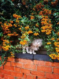 View of cat on wall