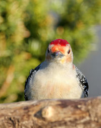 Close-up of a bird