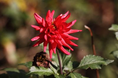 Close-up of red rose flower