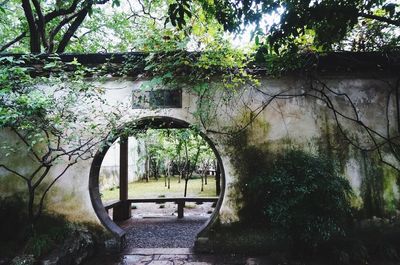 Trees in garden