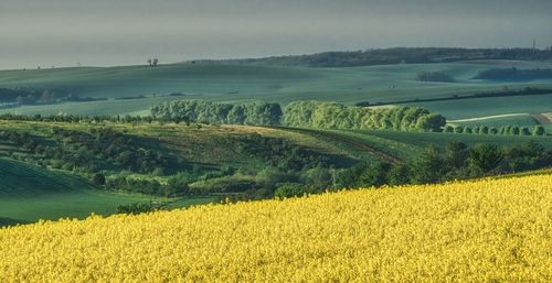 Scenic view of field against sky