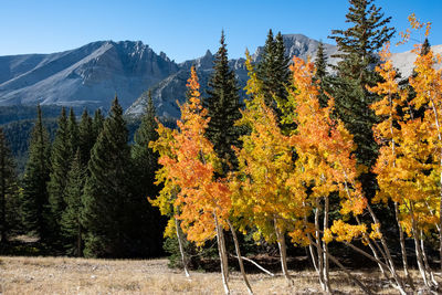 Trees in forest against sky during autumn