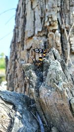 Close-up of insect perching on tree trunk
