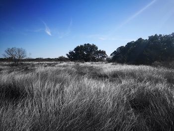 Scenic view of field against clear blue sky