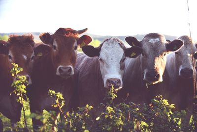 Cows on field