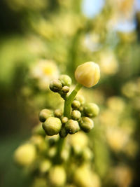 Close-up of fruit growing on plant