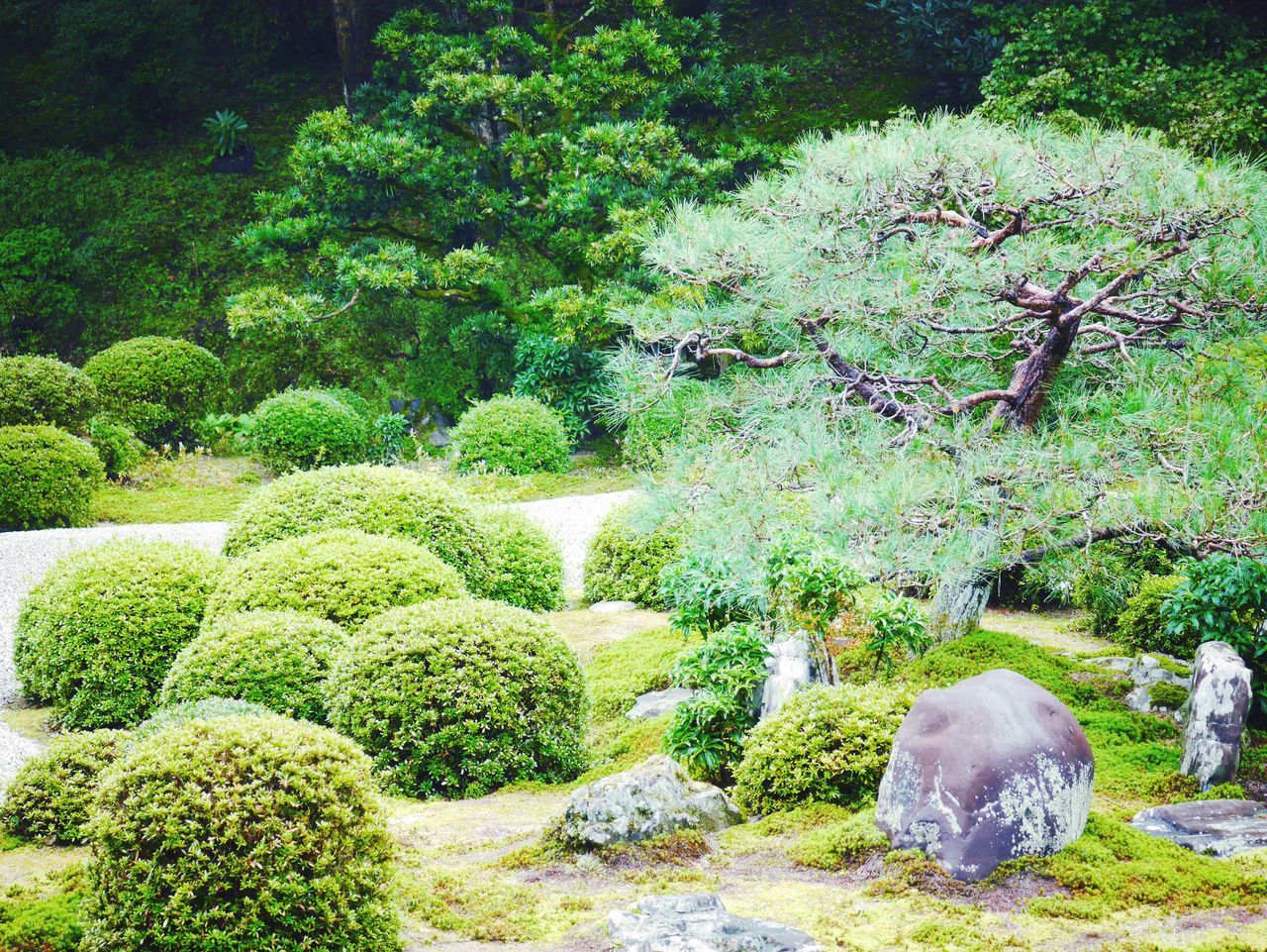 green color, growth, nature, beauty in nature, plant, rock - object, tranquility, water, tranquil scene, stone - object, scenics, tree, grass, day, field, park - man made space, green, outdoors, freshness, no people