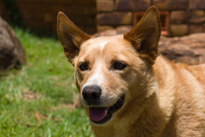 Close-up portrait of dog on field