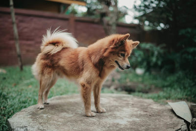 Close-up of dog on field