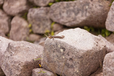 Lizard on rock