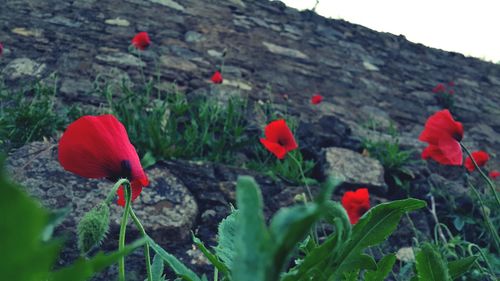 Close-up of red flowers