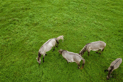 White mustangs grazing grass on the farmland. aerial view. endangered free families of wild horse