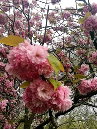 Close-up of pink cherry blossoms in spring