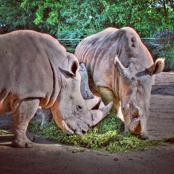 animal themes, horse, tree, elephant, mammal, sculpture, art and craft, herbivorous, livestock, statue, art, zoo, two animals, day, safari animals, sunlight, animal representation, creativity, outdoors, no people