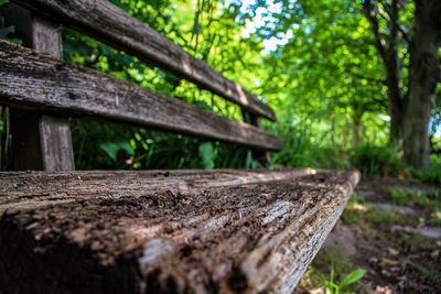 Close-up of wooden log in forest