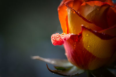 Close-up of fresh red hibiscus blooming in water