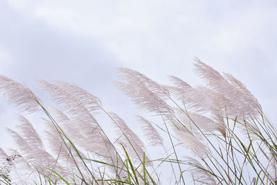  cortaderia selloana, pampas grass is beautiful under blue sky.