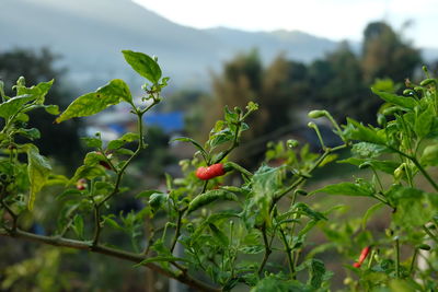 Close-up of berries on plant