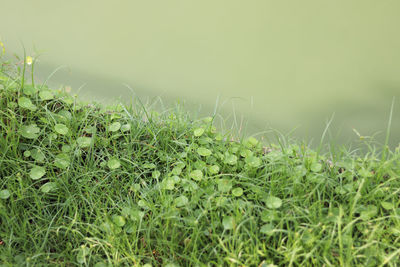 Close-up of plants growing on field