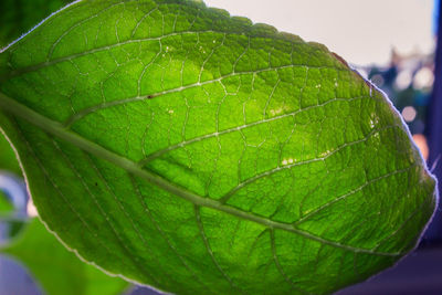 Close-up of raindrops on green leaves