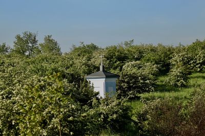 Plants and trees by building against sky