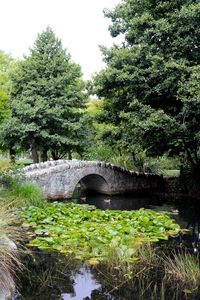 Bridge over river amidst trees