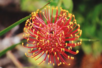 Close-up of orange flower blooming outdoors