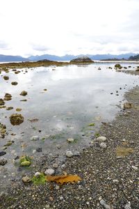 Close-up of crab by water against sky