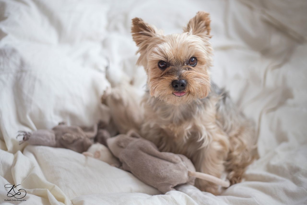 PORTRAIT OF DOG RELAXING ON BED