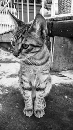 Portrait of cat sitting outdoors