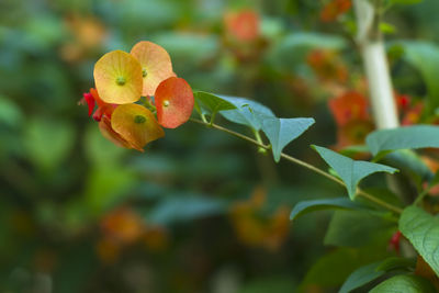 Close-up of orange rose on plant