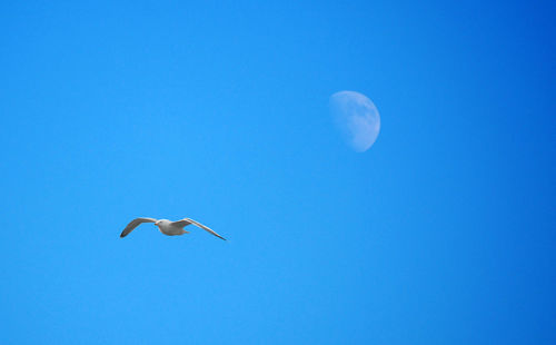 Low angle view of bird flying against clear blue sky