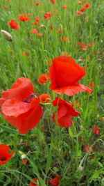 Close-up of red poppy blooming in field