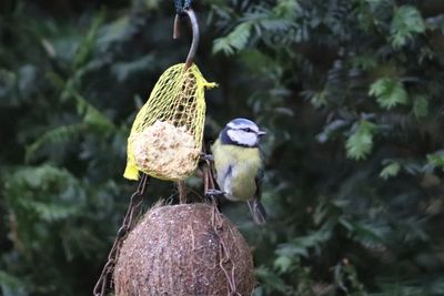 Close-up of bird perching on leaf