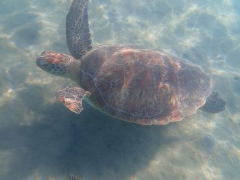 turtle
