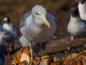 Close-up of birds